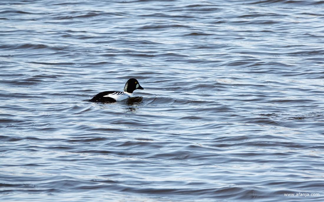 een manlijke brilduiker