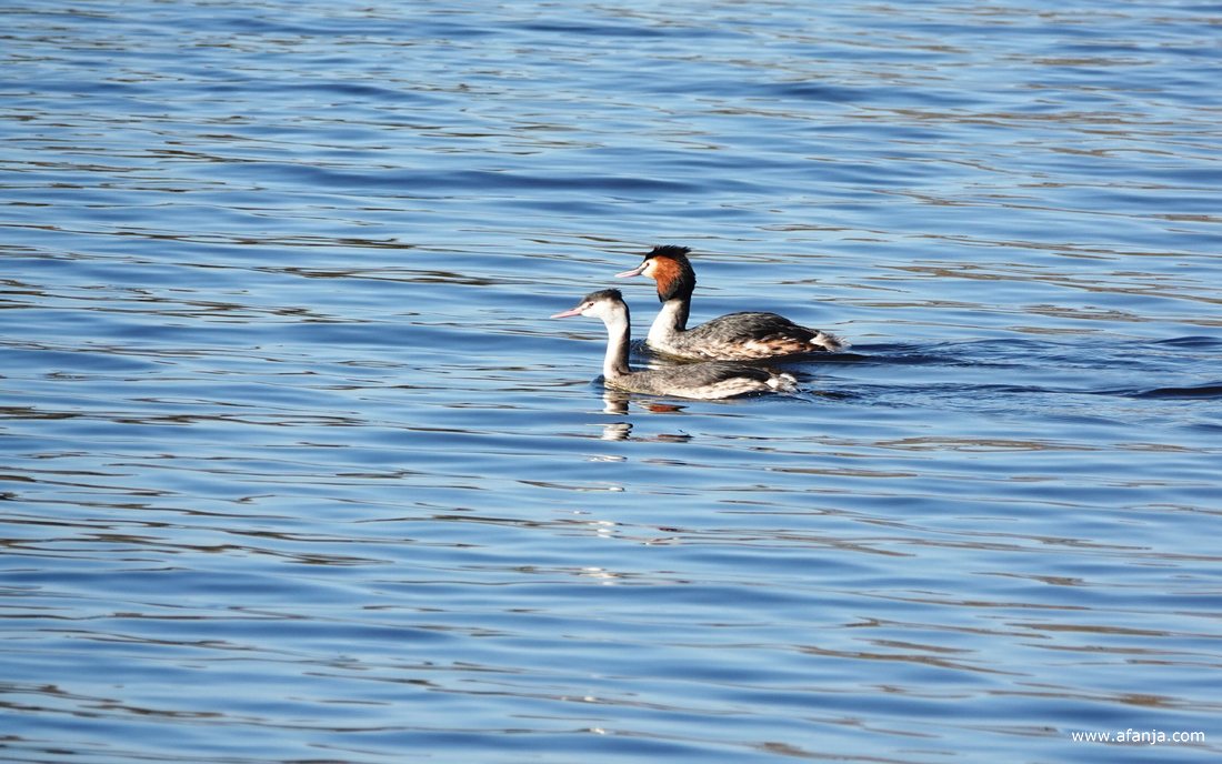 twee futen zwemmen voorbij