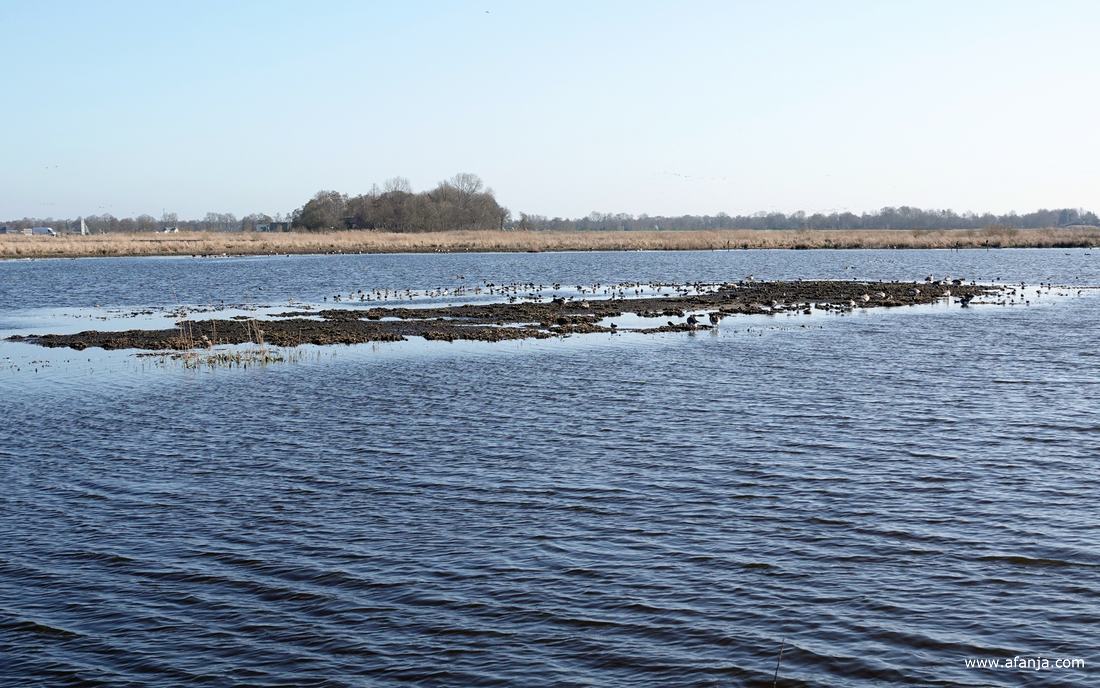 in de verte zitten diverse vogels in de Jan Durkspolder