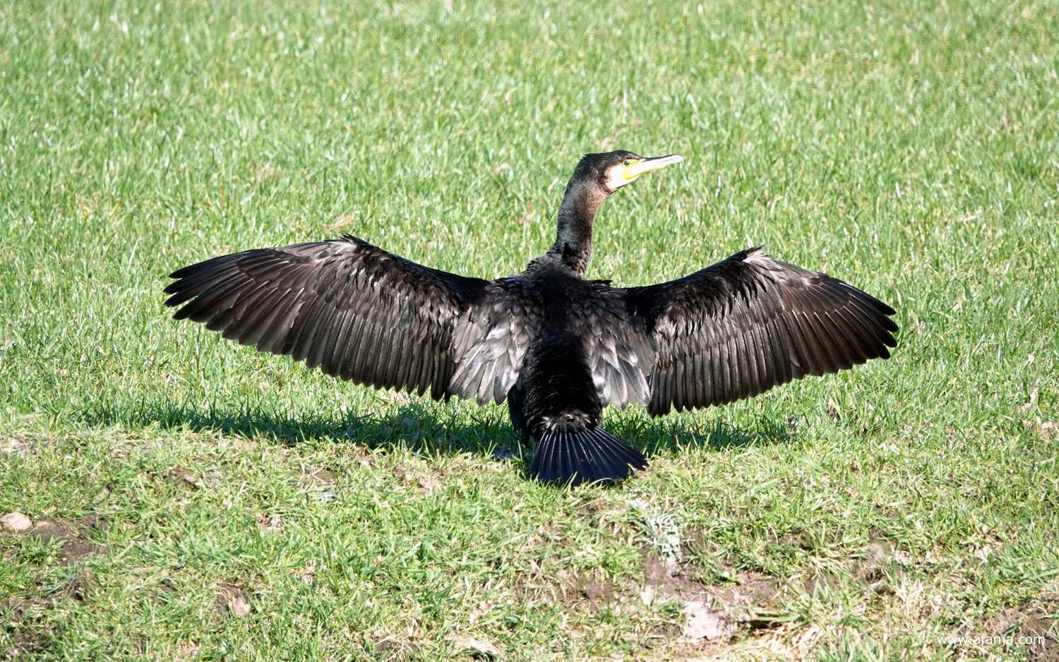 een aalscholver staat zijn vleugels te drogen in een weiland