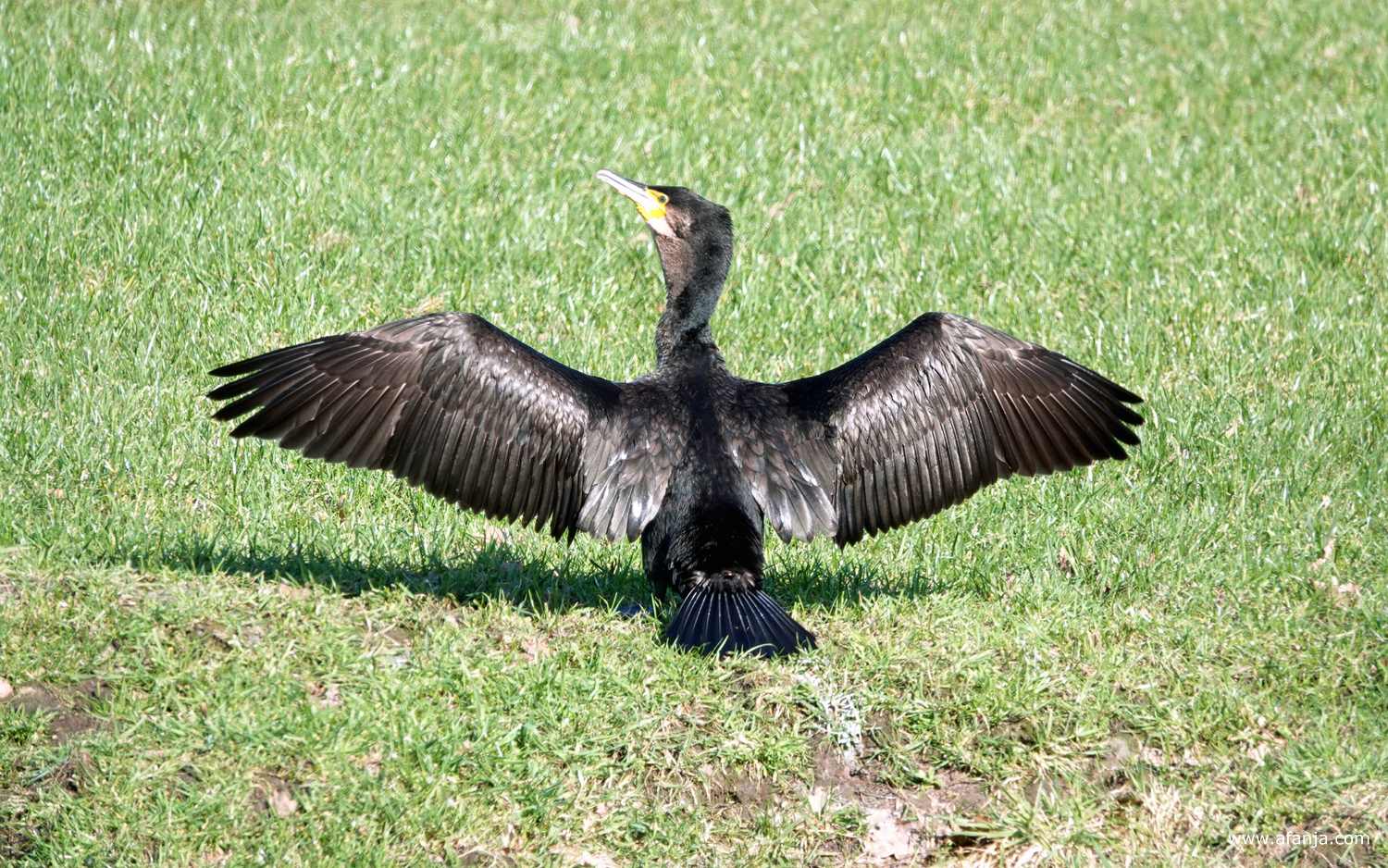 een aalscholver staat zijn vleugels te drogen in een weiland