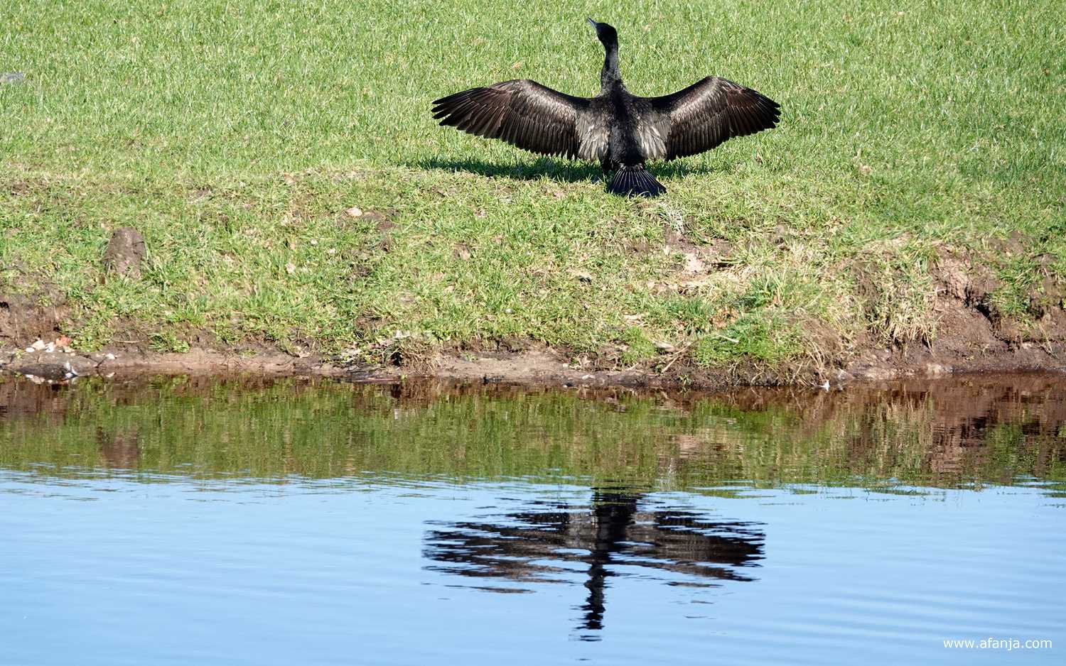 een aalscholver en zijn weerspiegeling