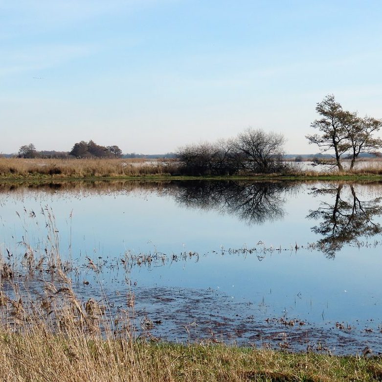 een weerspiegeling van een paar bomen en wat struikgewas met op de voorgrond riet en gras