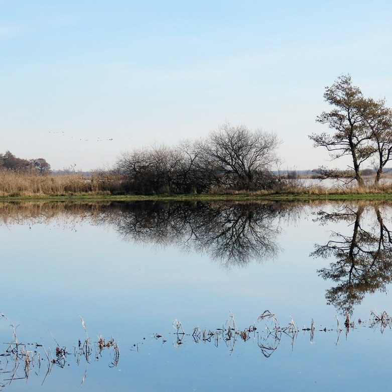 een weerspiegeling van een paar bomen en wat struikgewas, er lijken onder barsten in de spiegel te zitten