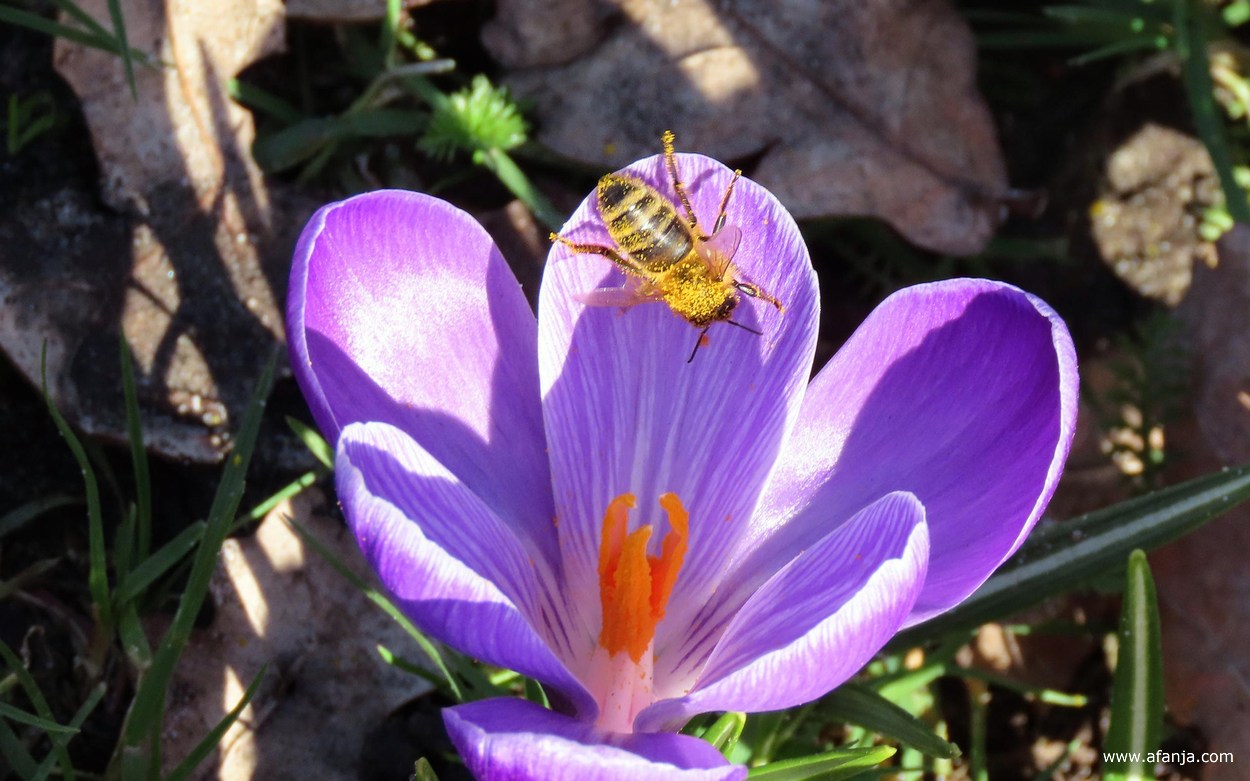 een krokus met een bij vol stuifmeel