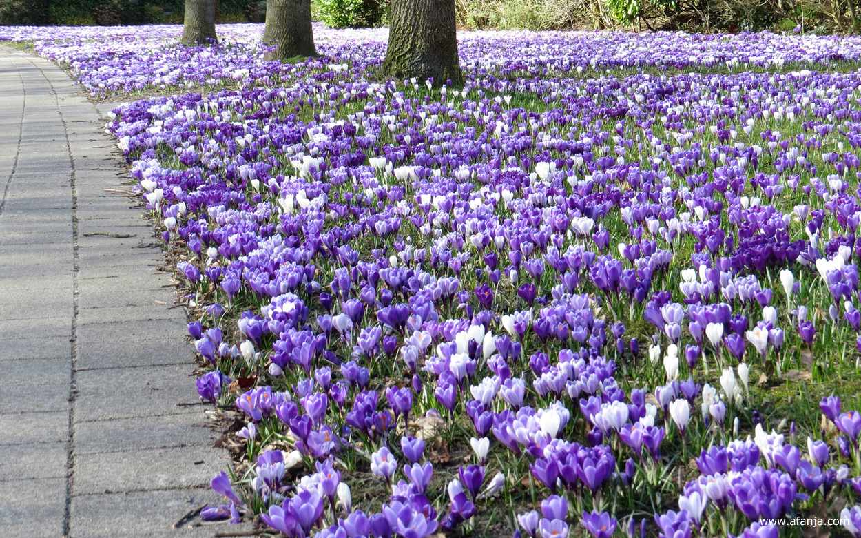 een plantsoen vol krokussen