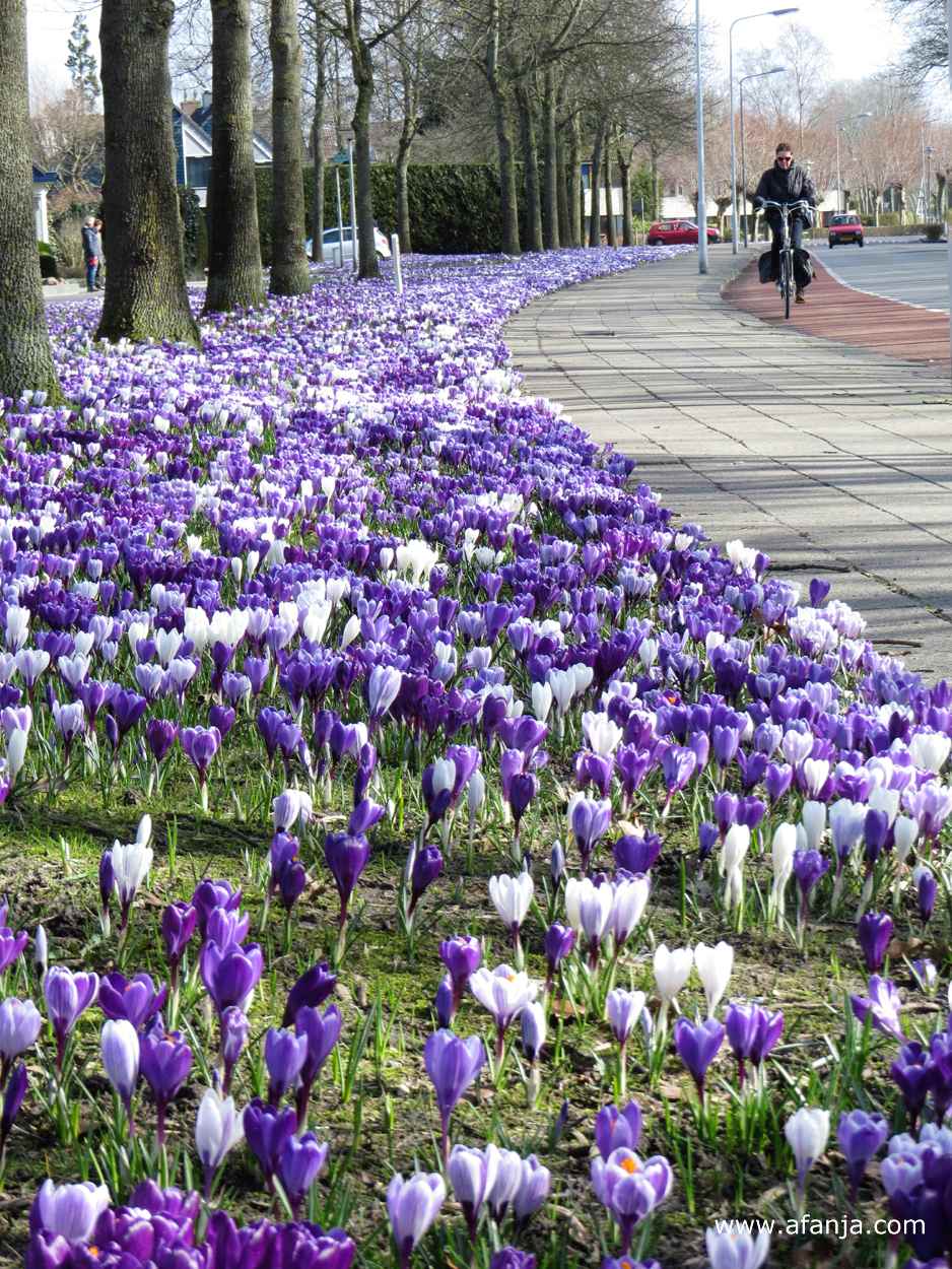 een plantsoen vol krokussen langs de Overstesingel