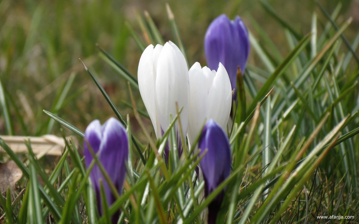 vijf krokussen in het gras