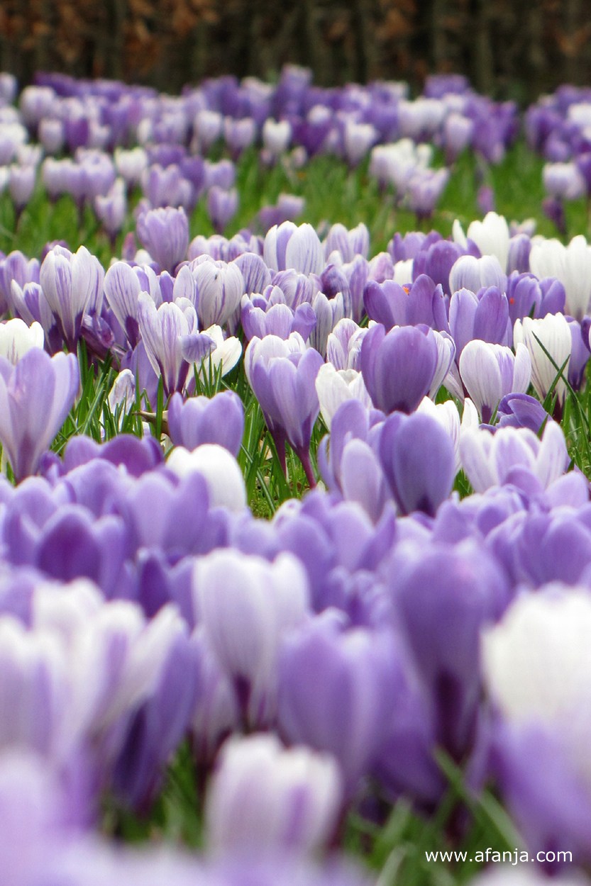 een plantsoen vol krokussen