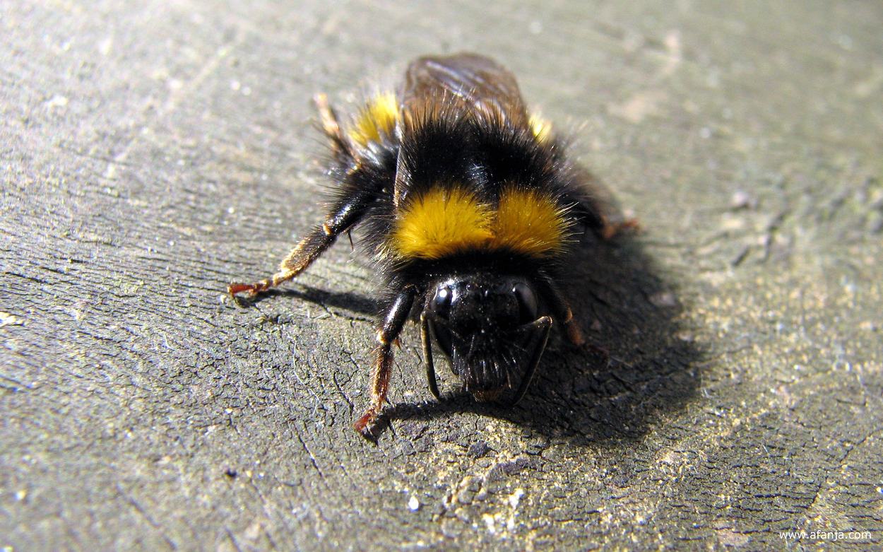 een hommel in de tuin