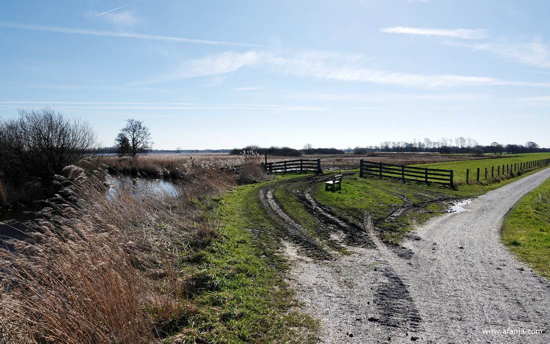 sporen in de modder naar het rietland