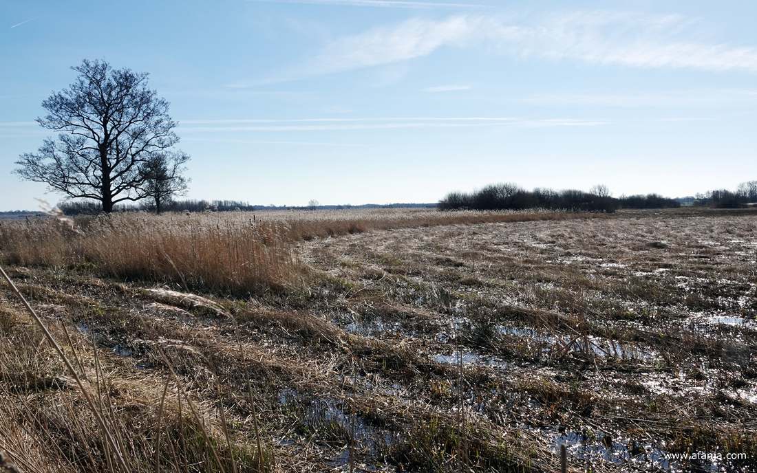 het rietland is gedeeltelijk gemaaid