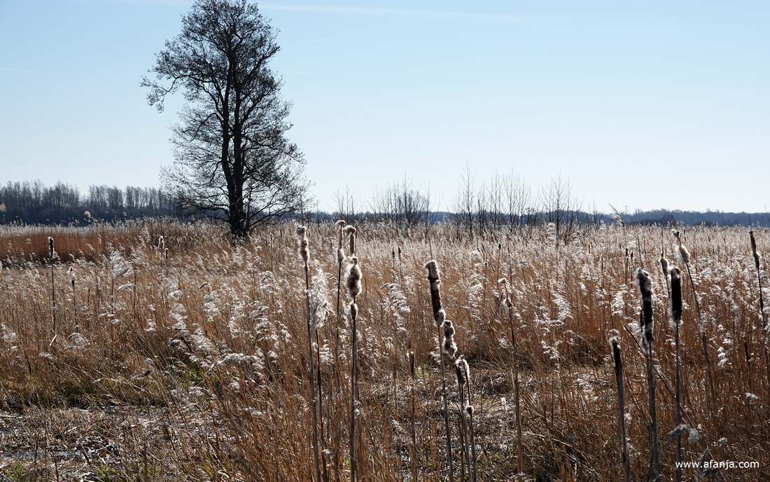rietland met veel lisdodden
