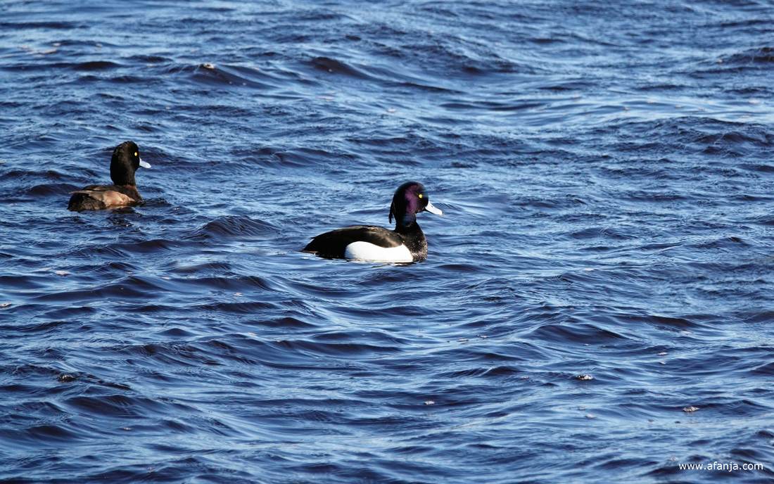 een paartje kuifeenden