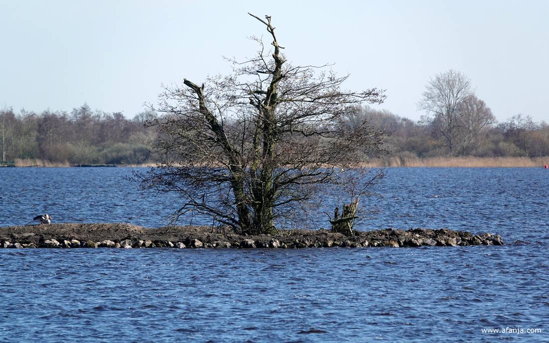 links van de boom zitten een paar ganzen op het eilandje