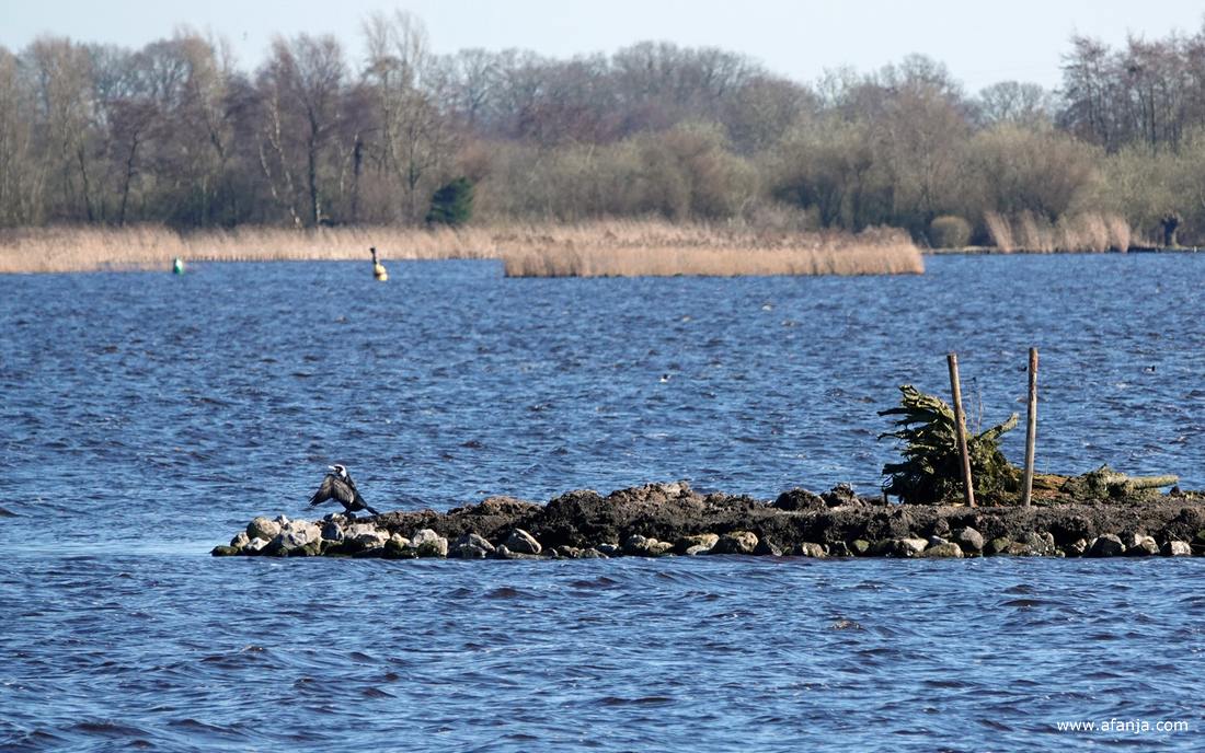 helemaal links op het eilandje zat een aalscholver zijn vleugels te drogen.