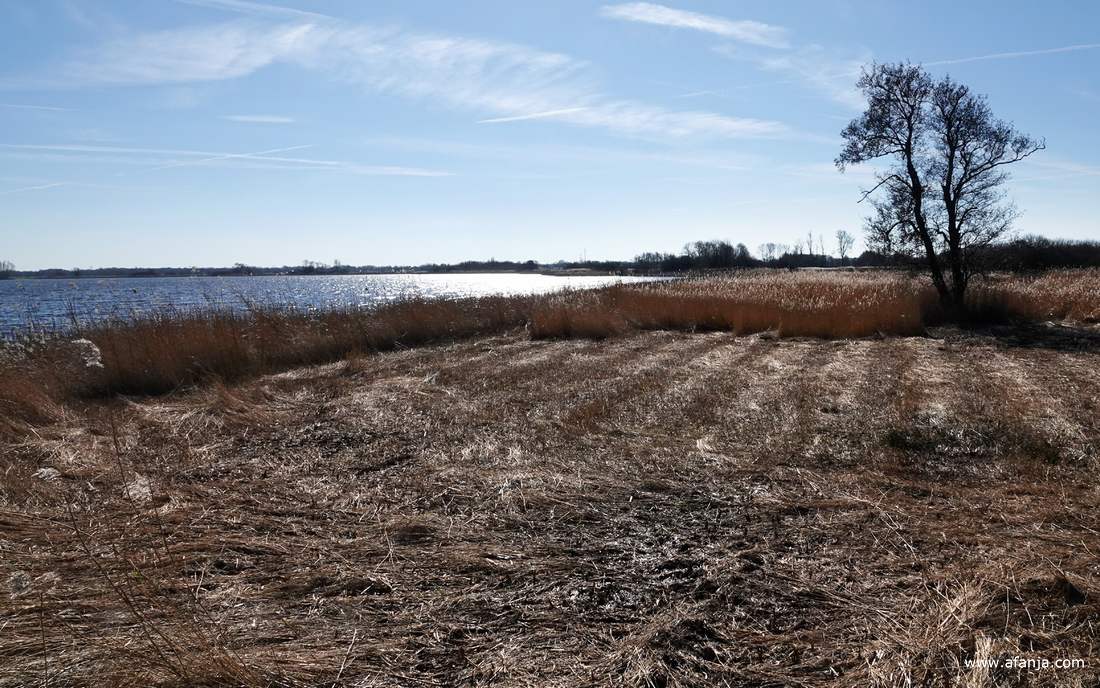 glans over water en riet in westelijke richting