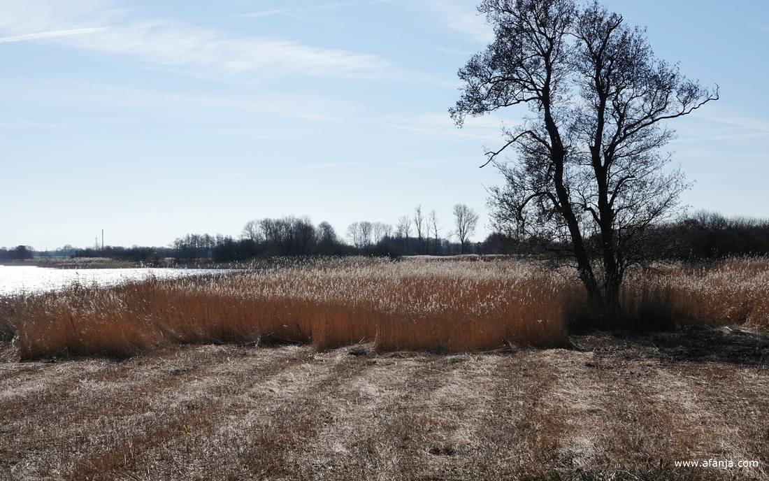 glans over het riet in westelijke richting