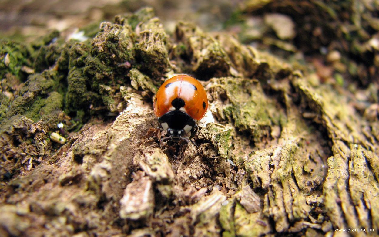 er liep een lieveheersbeestje over de vermolmde boomstam achter in de tuin