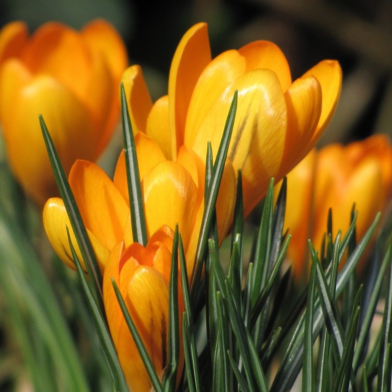 gele krokussen in de tuin