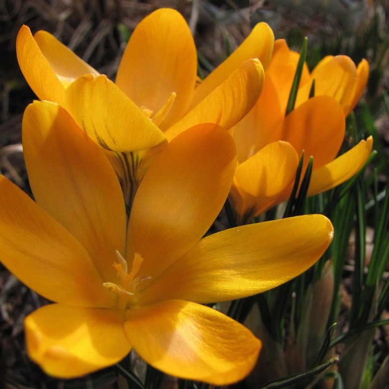 gele krokussen in de tuin