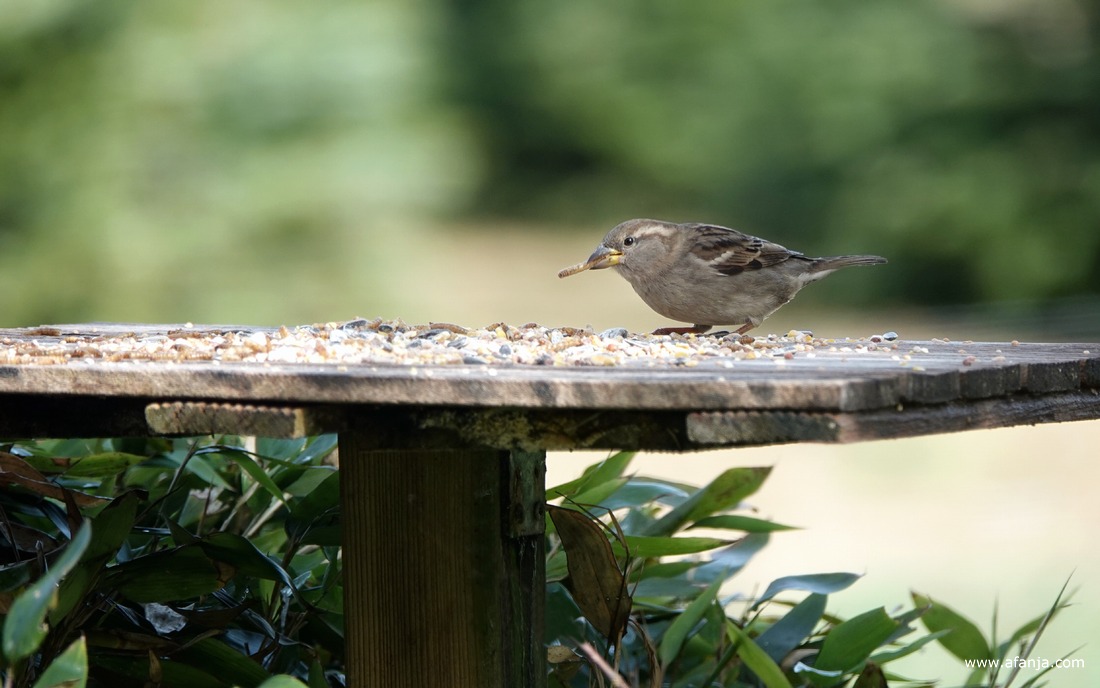 een huismus op de voedertafel