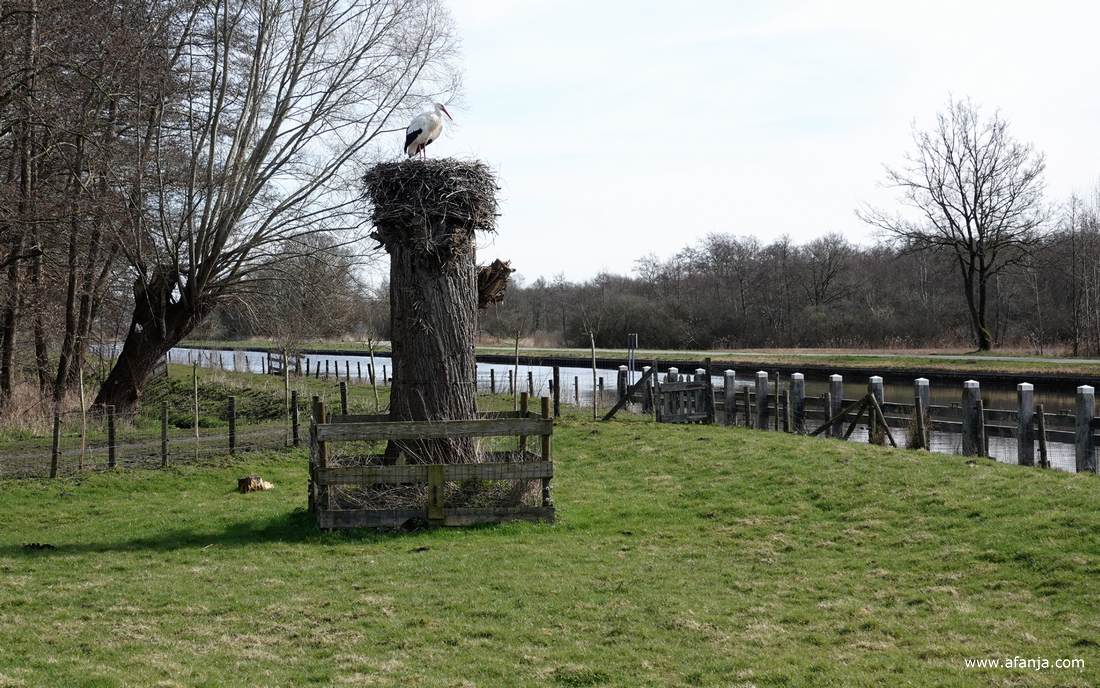 een ooievaar op een nest bovenop een afgezaagde boom aan het Kanaal Steenwijk - Ossenzijl