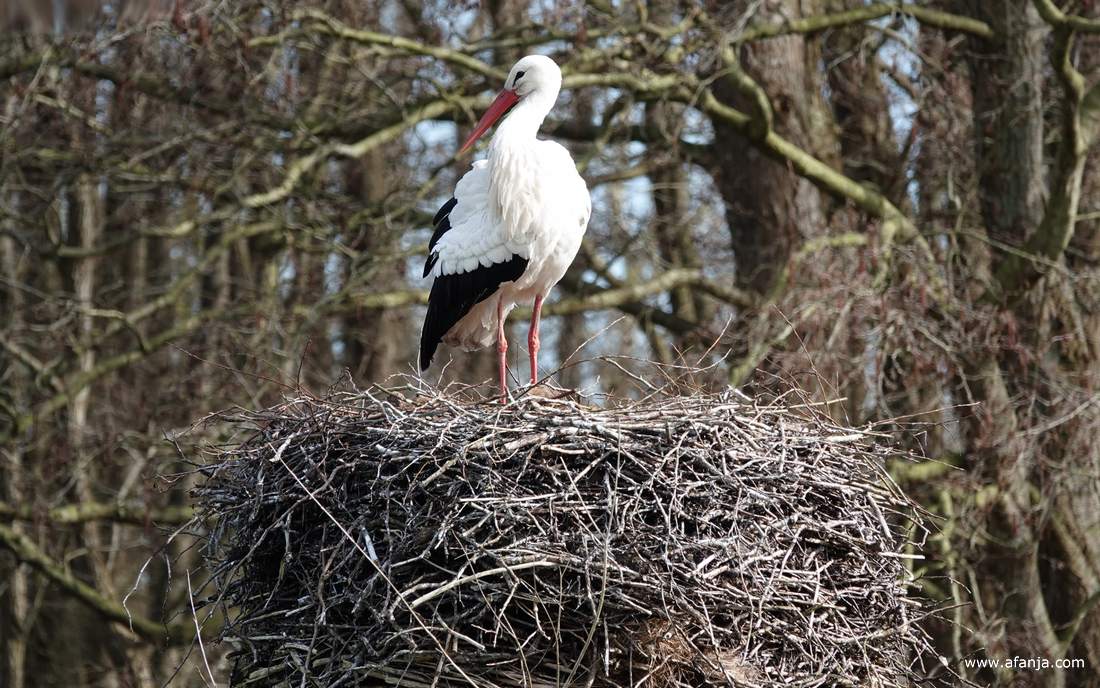 de ooievaar kijkt om zich heen