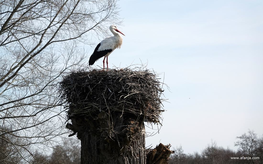 de ooievaar kijkt voor zich uit