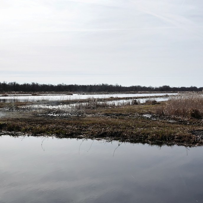 de rietsnijders zijn hier kort geleden aan het werk geweest