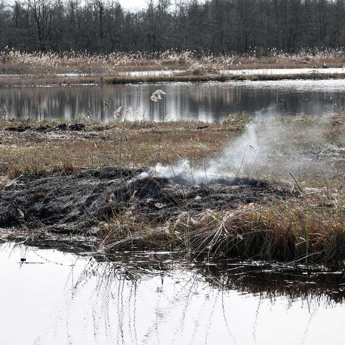 een nasmeulend brandbultje van de rietsnijders