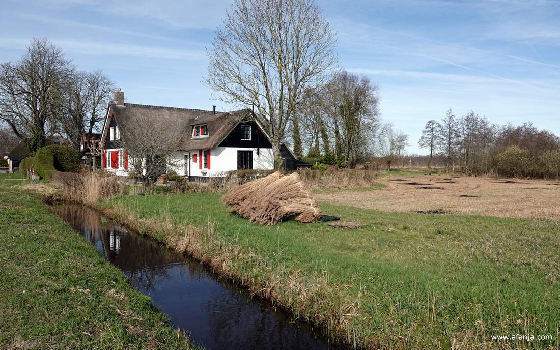 een stapel bossen gemaaid en gekamd riet met daarachter een huisje
