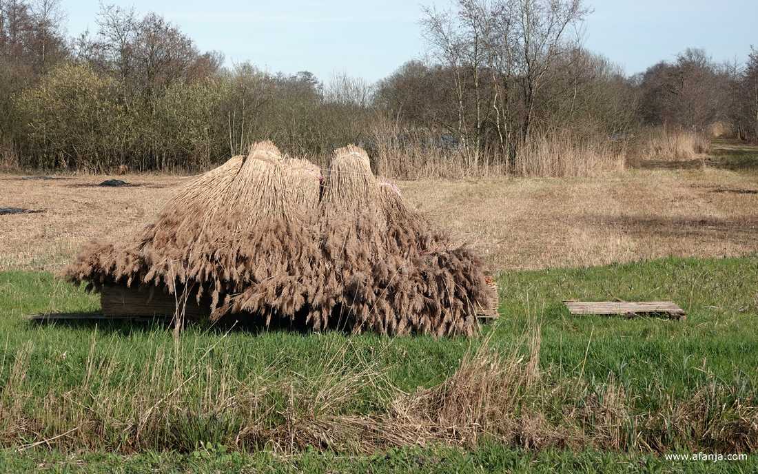een stapel bossen gemaaid en gekamd riet