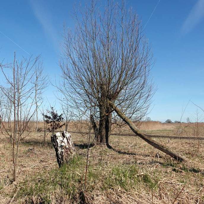 een boom wordt gestut