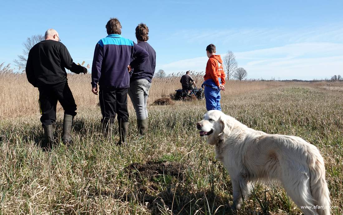 Klaas Jan is al op weg met de rietmaaier die een update heeft gekregen, collega-rietsnijders kijken nog steeds geïnteresseerd toe