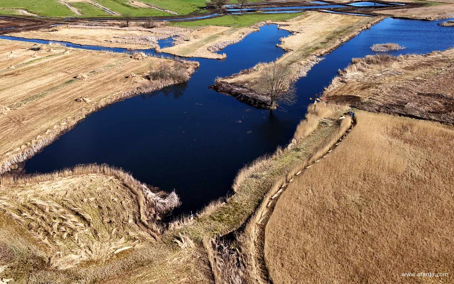 rietland dat deels gemaaid is en een deel van het te maaien perceel