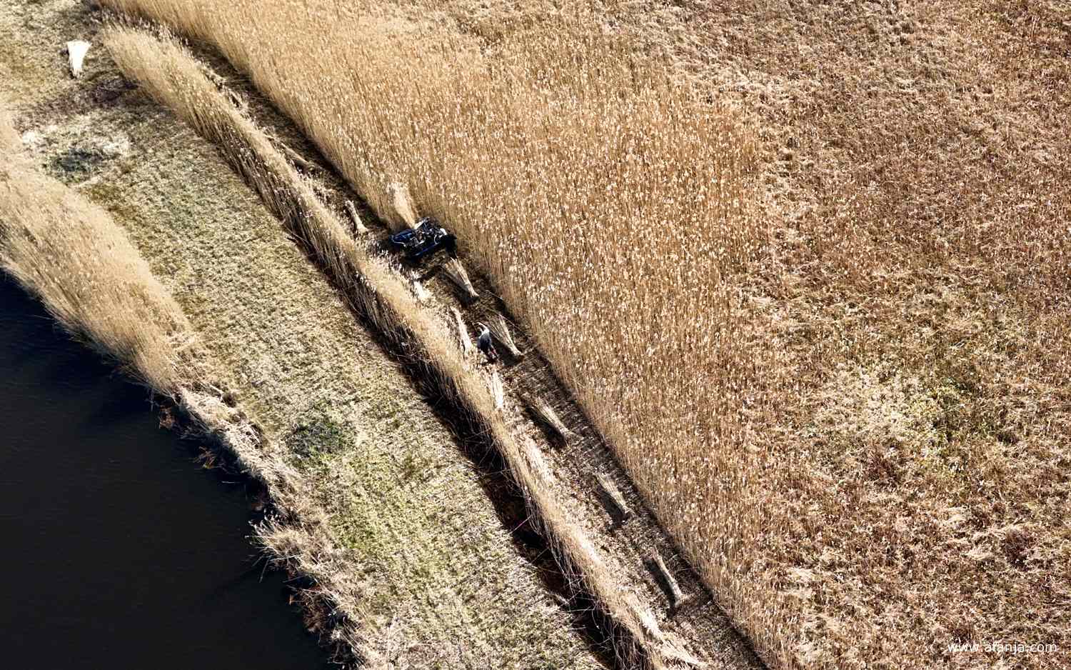 oom Errie maait de twee strook riet