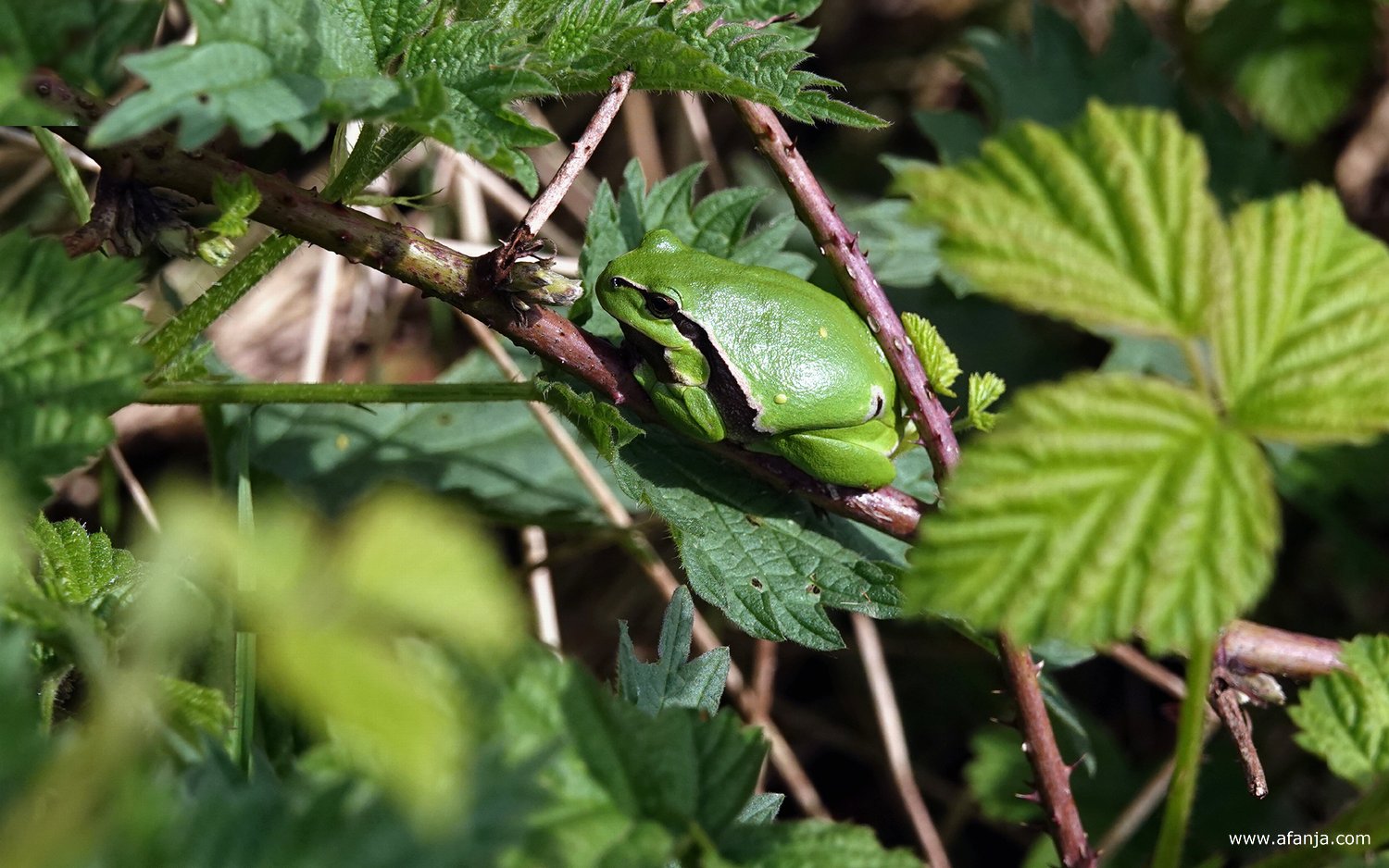 een boomkikker in een bramenstruik