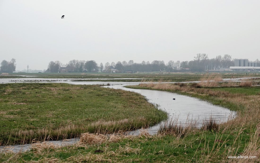 bij de Surhuizumer Mieden