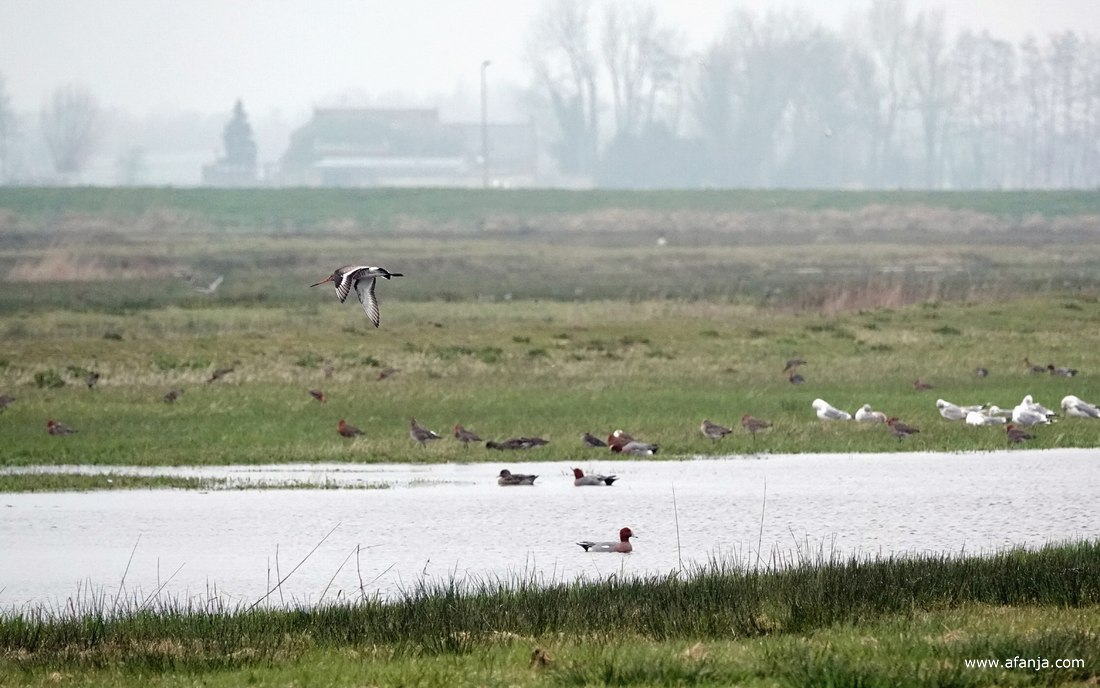 een grutto vliegt voorbij