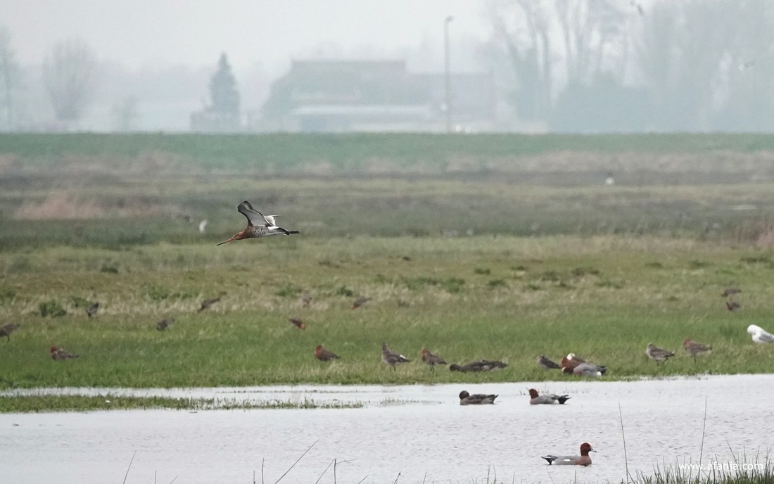 een grutto vliegt voorbij