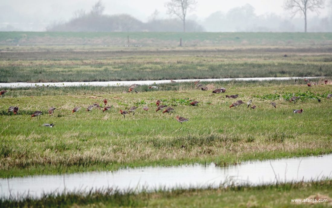 foeragerende grutto's in de Surhuizumermieden