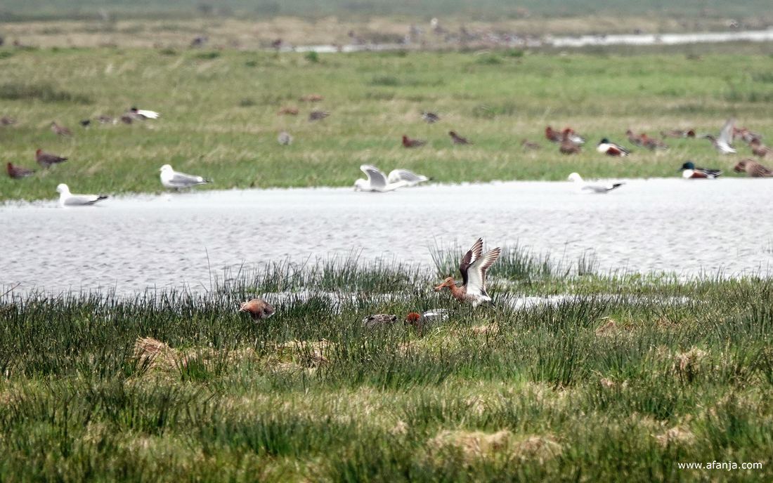 een allegaartje van vogels in de Surhuizumermieden