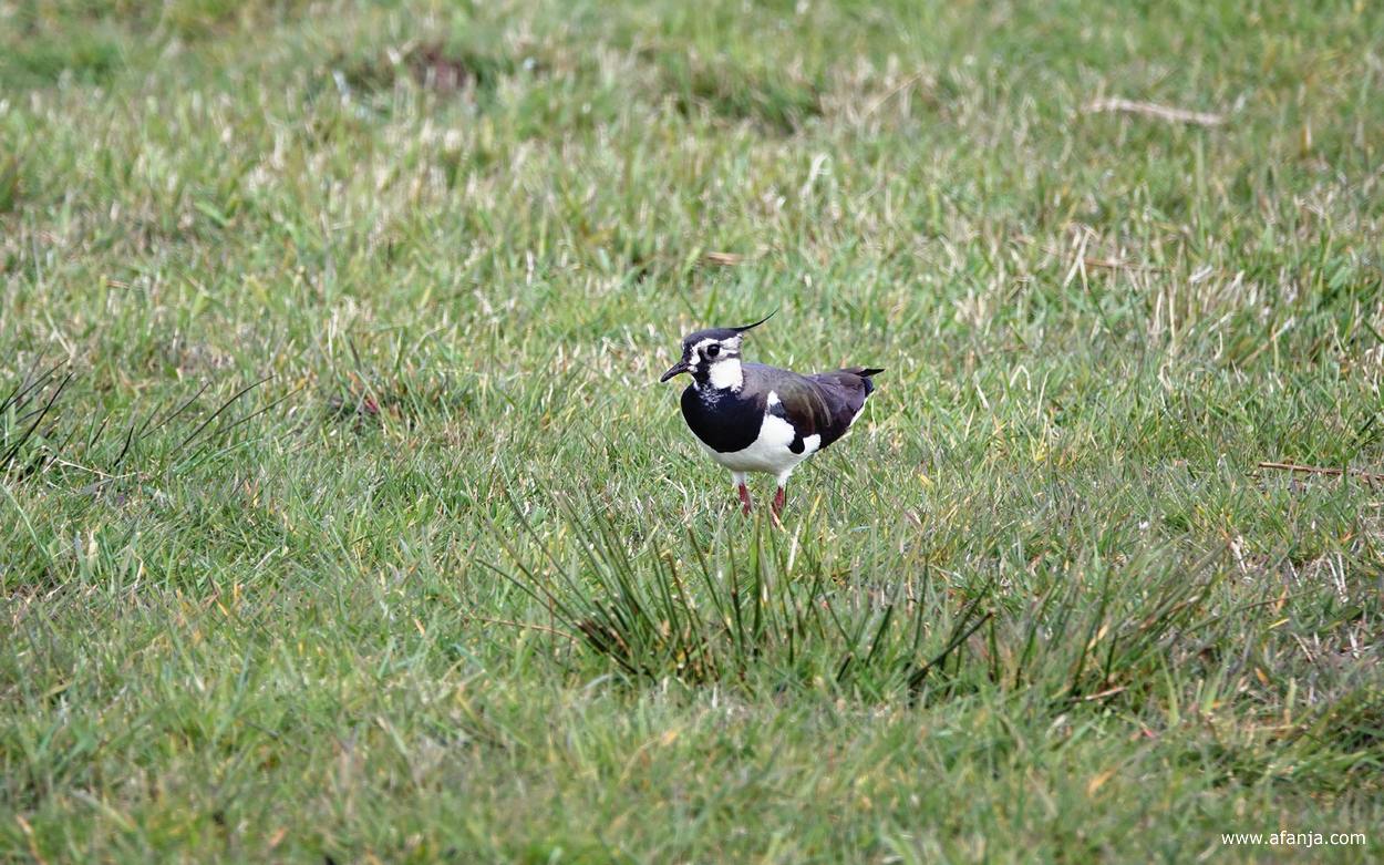 mijn eerste kievit van het jaar