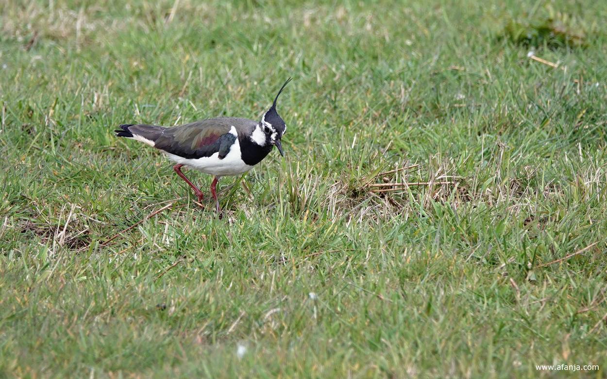 mijn eerste kievit van het jaar