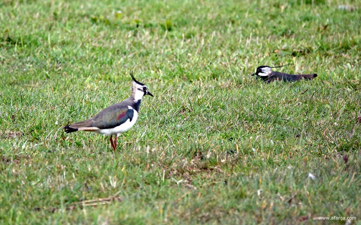 de eerste kieviten van het jaar