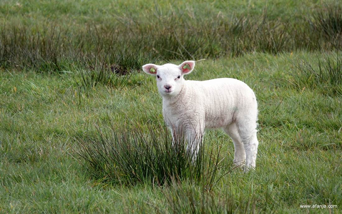 een lammetje kijkt nieuwsgierig recht in de lens