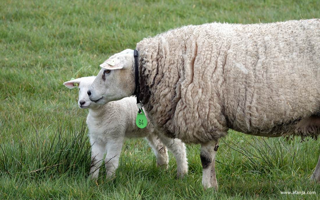 moederschaap gaat beschermend voor het lammetje staan