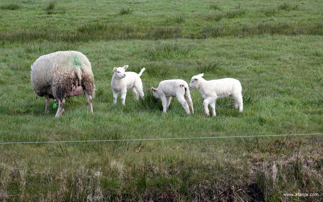 drie lammetjes staan achter het moederschaap