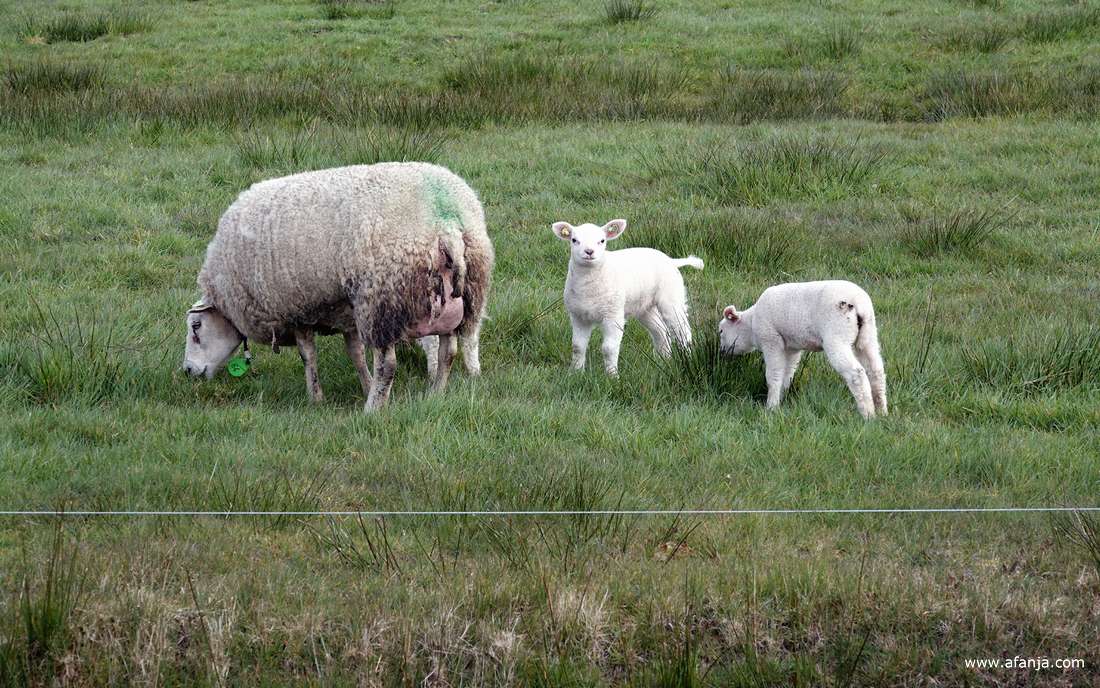 het schaap blijkt nog twee lammetjes te hebben